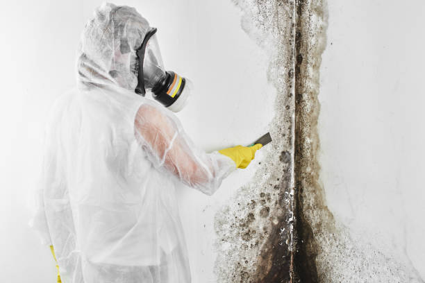 Best Mold Testing  in Post Falls, ID