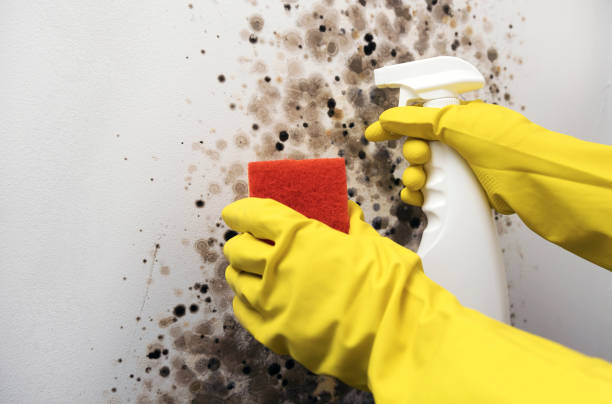 Best Attic Mold Removal  in Post Falls, ID