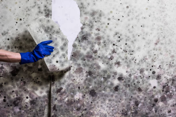 Best Fast Mold Removal  in Post Falls, ID