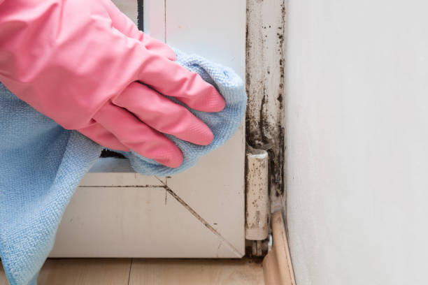 Home Mold Removal in Post Falls, ID