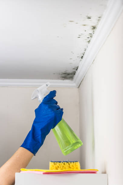 Best Professional Mold Removal  in Post Falls, ID